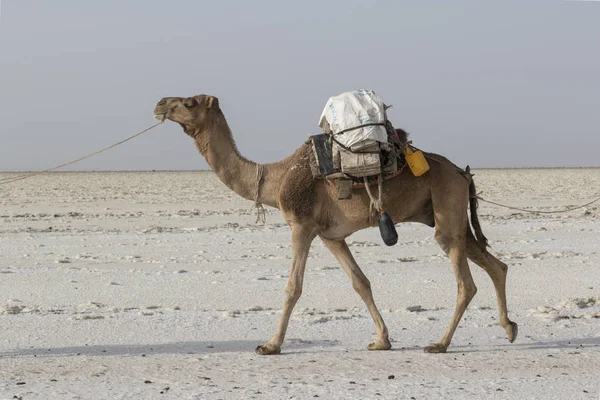 Danakil, Etiopía, 22 de febrero de 2015: Un camello transporta bloques de sal en el caluroso e inhóspito desierto de Danakil a la siguiente aldea de Etiopía —  Fotos de Stock