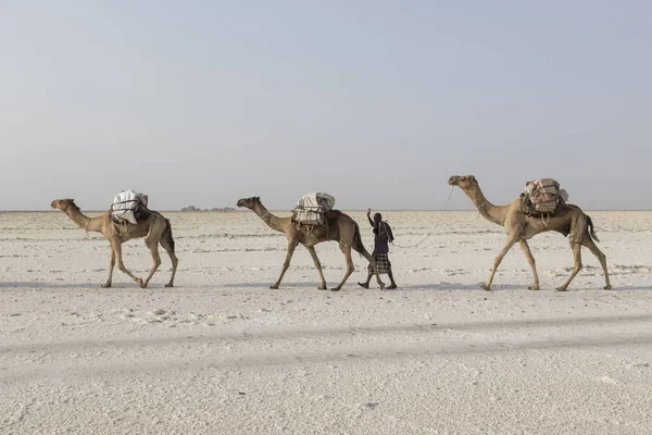 Danakil, Etiopia, 22 febbraio 2015: Gli uomini lontani stanno guidando una carovana di cammelli che trasporta blocchi di sale dal deserto di Danakil al villaggio più vicino — Foto Stock