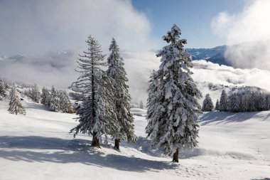 İsviçre 'nin merkezinde Ibergeregg üzerine üç köknar ağacı.