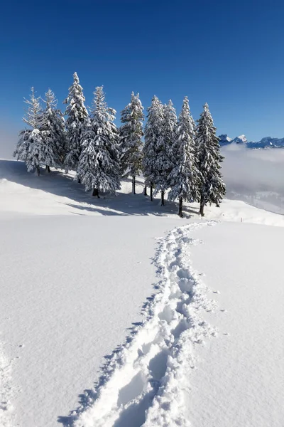 Randonnée Hivernale Sur Rotenflue Dans Canton Schwyz Suisse Centrale — Photo