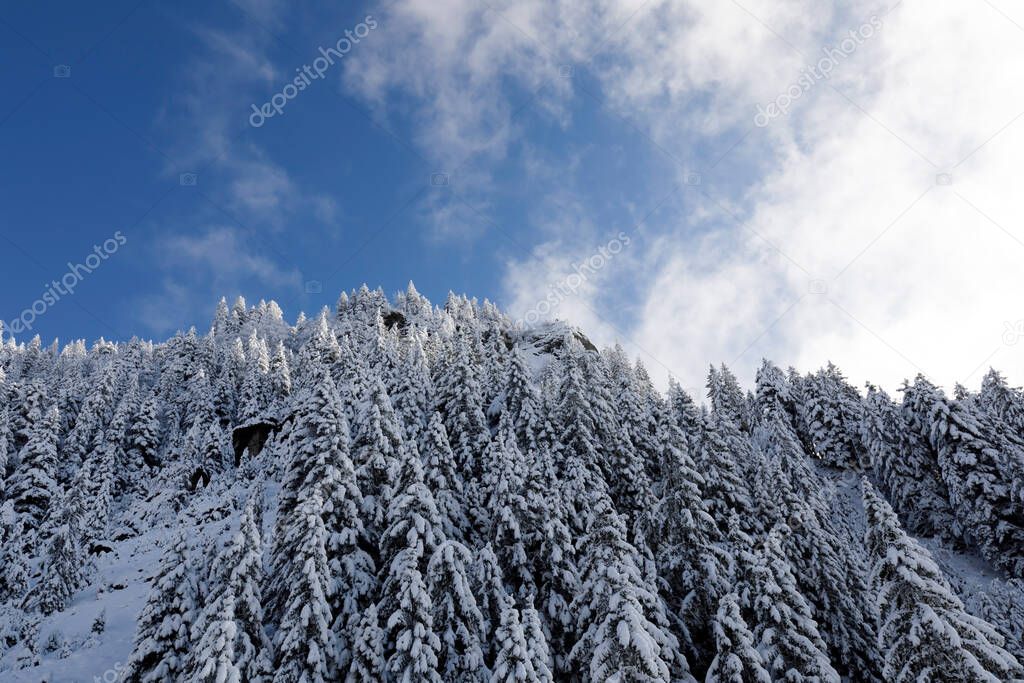 Freshly snow-covered fir trees with a blue sky on a steep mountain slope in Central Switzerland
