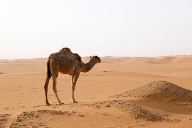 Suudi Arabistan çölünde bir deve duruyor.