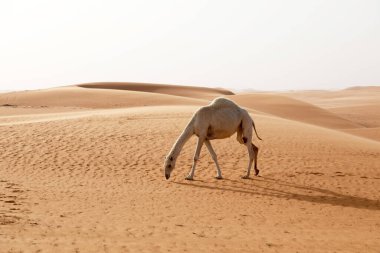 Suudi Arabistan çölünde yiyecek arayan bir deve.