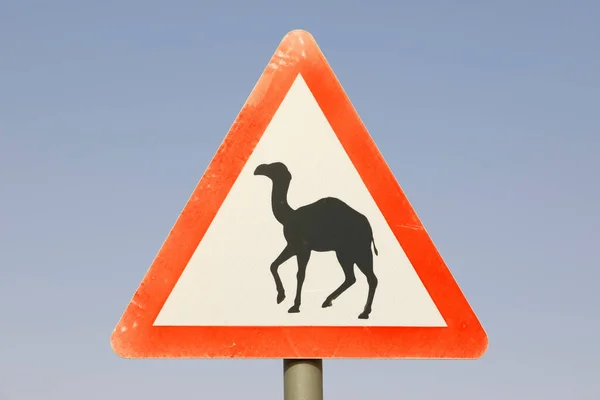 Cartel Callejero Arabia Saudita Atención Camellos Cruzan Calle —  Fotos de Stock