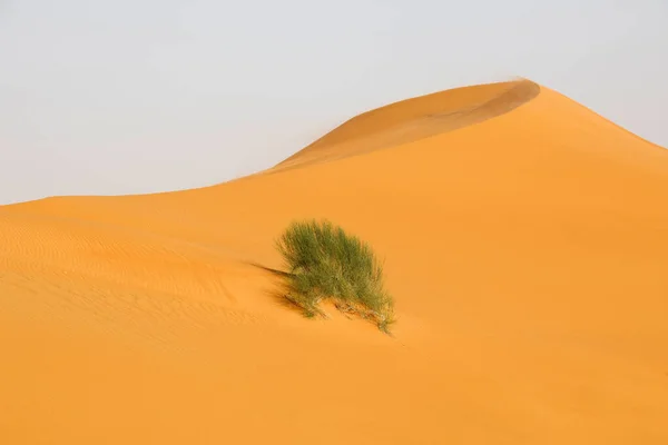 Gold colored sand dune with a bush in Saudi Arabia