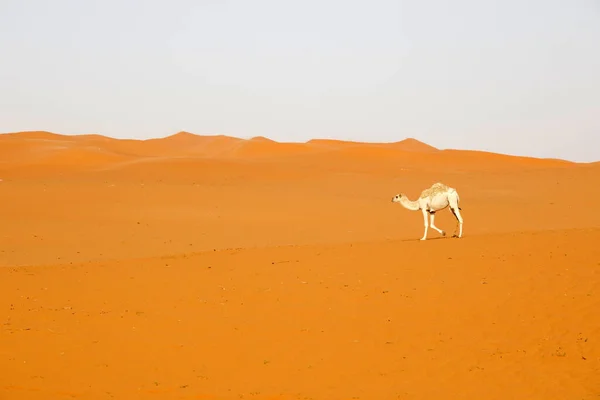 Egy Teve Fut Sivatagon Szaúd Arábiában — Stock Fotó