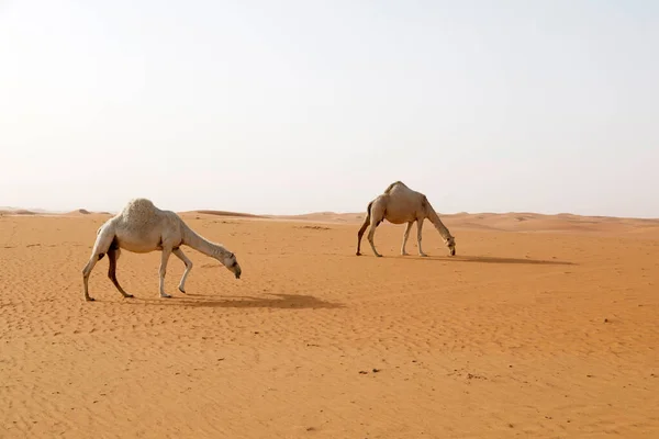 Dois Camelos Estão Procurando Comida Deserto Arábia Saudita — Fotografia de Stock