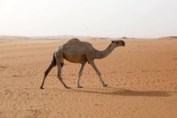 Suudi Arabistan Çölde Bir Deve Koşuyor — Stok fotoğraf