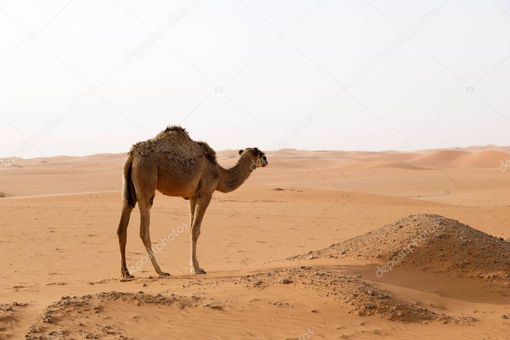A camel stands in the desert of Saudi Arabia