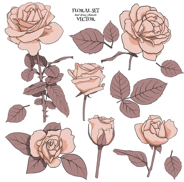 Set Floreale Rose Delicate Con Foglie Set Stesura Composizioni Floreali — Foto Stock
