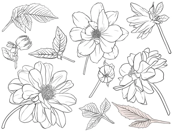 Ilustración de flores: conjunto floral de flores, hojas y ramas. Elementos de diseño hechos a mano en estilo sketch. Perfecto para invitaciones, tarjetas de felicitación, tatuajes, impresiones. —  Fotos de Stock