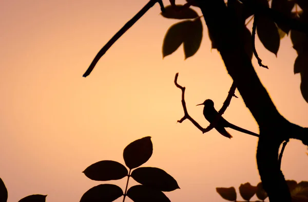 Silhouette of a hummingbird resting on a tree