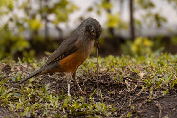 Bird eating earthworm in garden