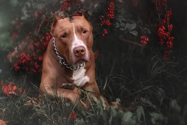 Pitbull Yeux Images Libres De Droit Photos De Pitbull Yeux Depositphotos