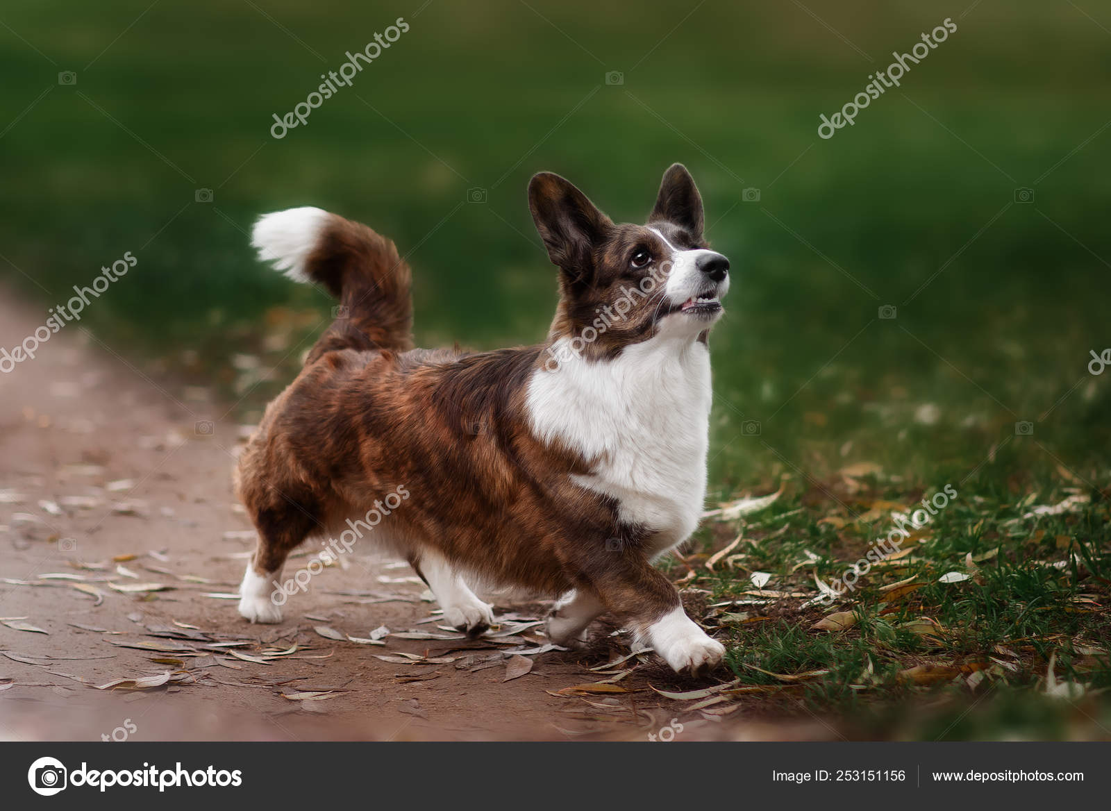 cane welsh corgi