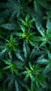 Yeşil marihuana bitkilerinin geometrik parçalı mozaik çizimleri soyut, özel, sanatsal, doğal bir dizaynla yaratıldı.