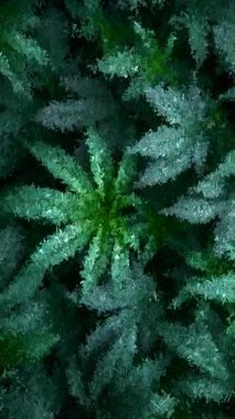 Yeşil kenevir yapraklarının soyut sanatsal bileşimi özel doğal tarzda eşsiz bir geometrik mozaiğe dönüşür.