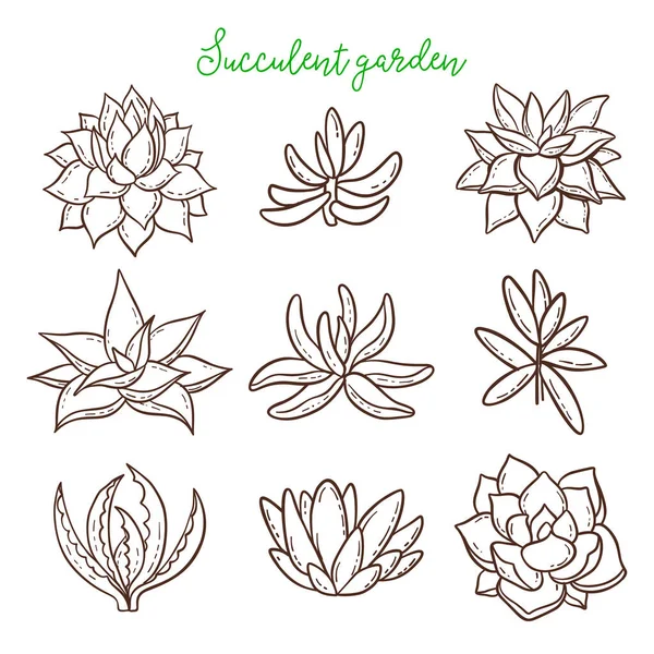 Set Elemente Suculente Vectoriale — Vector de stoc