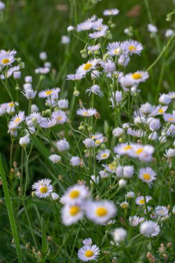 Papatya güneşli gün alanında closeup çekim