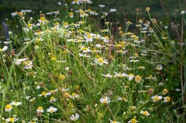Papatya güneşli gün alanında closeup çekim