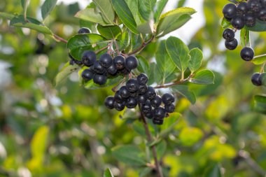 Bahçede yetişen Aronia üzümü (Aronia melanocarpa, Black Chokeberry). Aronia böğürtlenleriyle dolu bir dal..
