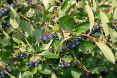 Bahçede yetişen Aronia üzümü (Aronia melanocarpa, Black Chokeberry). Aronia böğürtlenleriyle dolu bir dal..