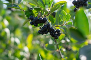 Bahçede yetişen Aronia üzümü (Aronia melanocarpa, Black Chokeberry). Aronia böğürtlenleriyle dolu bir dal..
