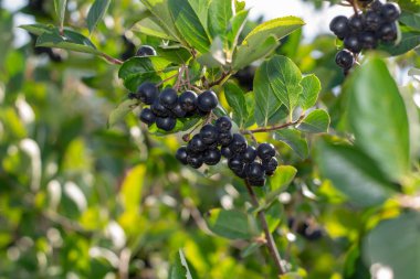 Bahçede yetişen Aronia üzümü (Aronia melanocarpa, Black Chokeberry). Aronia böğürtlenleriyle dolu bir dal..
