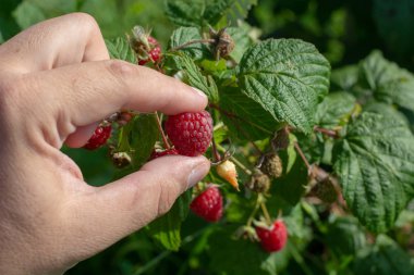 Ahududu malzeme çekme. Erkek buluşması organik ahududu eller. Seçici focusvery sığ derinlik-in tarla