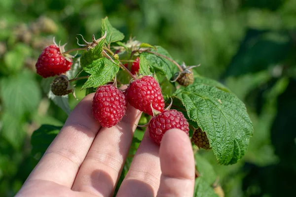 Raspberry picking. Male hands gathering organic raspberries. Selective focusvery shallow depth of field