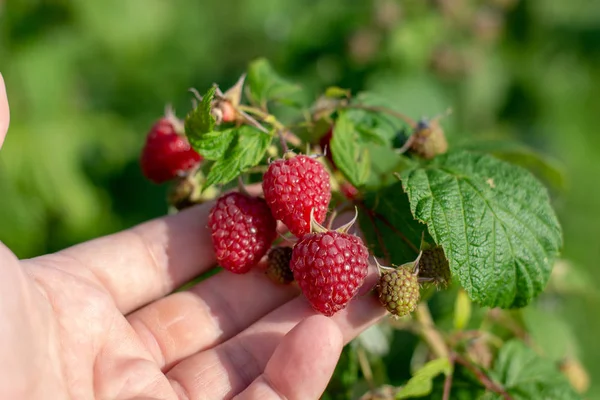 Raspberry picking. Male hands gathering organic raspberries. Selective focusvery shallow depth of field