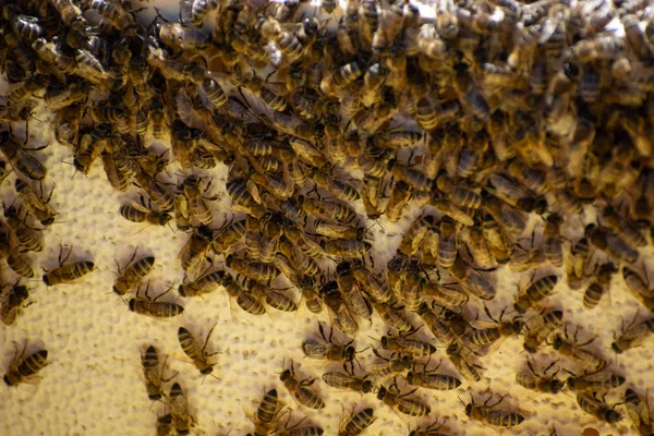 Σκελετοί Κυψέλης Μελισσών Μελισσοκόμος Συλλέγει Μέλι Μελισσοκόμος Που Ελέγχει Την — Φωτογραφία Αρχείου