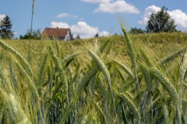 Yeşil buğday alanları güneşli bir closeup ile sığ derinlik-in tarla içinde belgili tanımlık geçmiş mavi gökyüzü ile