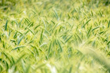 Yeşil buğday alanları güneşli bir closeup ile sığ derinlik-in tarla