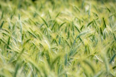 Yeşil buğday alanları güneşli bir closeup ile sığ derinlik-in tarla
