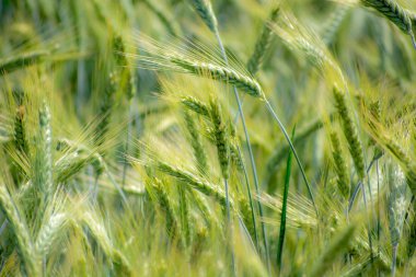 Yeşil buğday alanları güneşli bir closeup ile sığ derinlik-in tarla