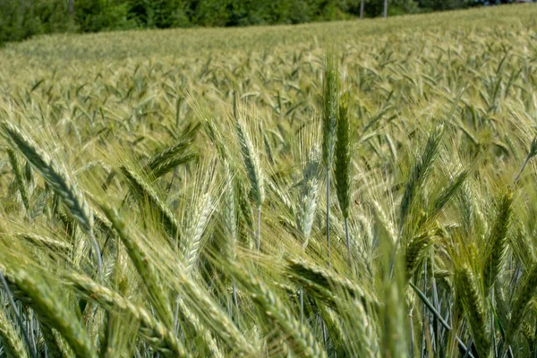 Closeup Green Wheat Fields Sunny Day Shallow Depth Field — Stock Photo, Image