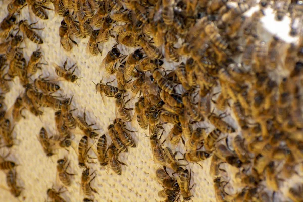 Frames Bee Hive Beekeeper Harvesting Honey Beekeeper Inspecting Bee Hive — Stock Photo, Image