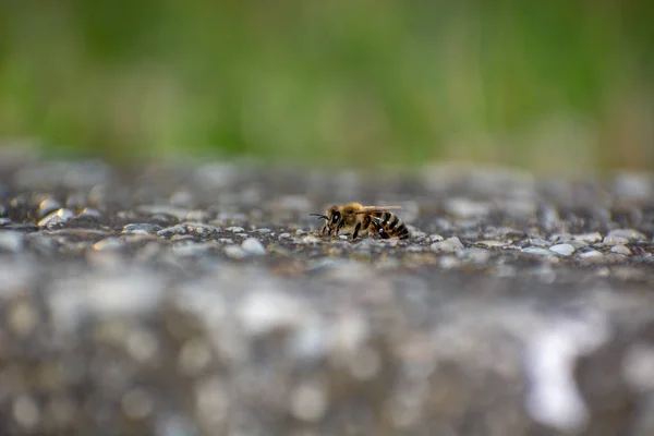 Крупный План Пчелы Сидящей Бетонной Стене Собирающей Воду — стоковое фото