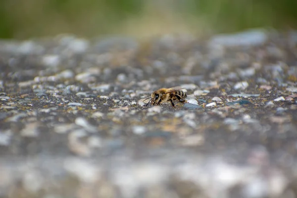 Nahaufnahme Einer Honigbiene Die Auf Einer Betonwand Sitzt Und Wasser — Stockfoto