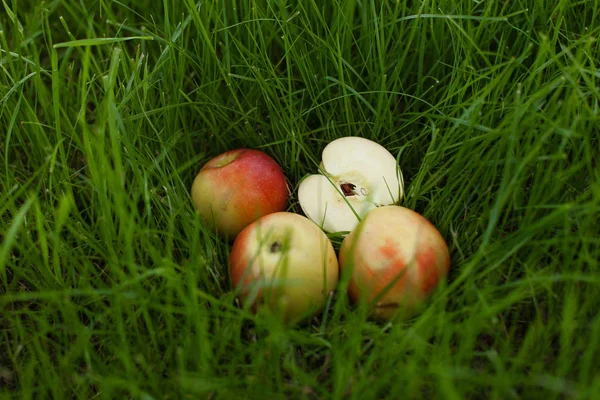 Çim üzerinde yalan olgun sarı kırmızı elma. Onlardan biri dilimlenmiş. Arka kapatmak