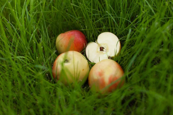 Çim üzerinde yalan olgun sarı kırmızı elma. Onlardan biri dilimlenmiş. Arka kapatmak