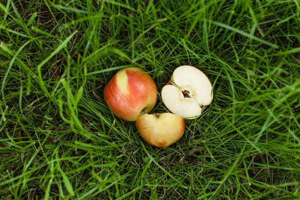 Çim üzerinde yalan olgun sarı kırmızı elma. Onlardan biri dilimlenmiş. Arka kapatmak