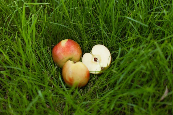 Çim üzerinde yalan olgun sarı kırmızı elma. Onlardan biri dilimlenmiş. Arka kapatmak