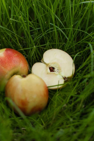 Çim üzerinde yalan olgun sarı kırmızı elma. Onlardan biri dilimlenmiş. Arka kapatmak
