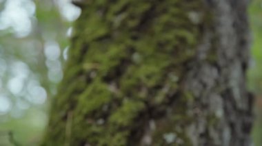 Bir ağacın gövde boyunca moss. Yakın çekim.