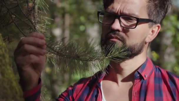 Moderner männlicher Botaniker untersucht Nadelgehölze, berührt Fichtenzweig — Stockvideo