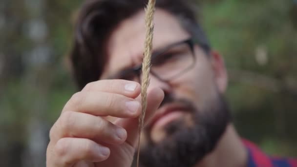 Man farmer analyzing wheat harvest in field. Scientist working — Stock Video