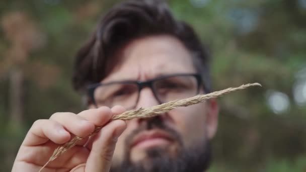 Científico agrícola que trabaja con espigas de trigo. botánico examinando — Vídeos de Stock