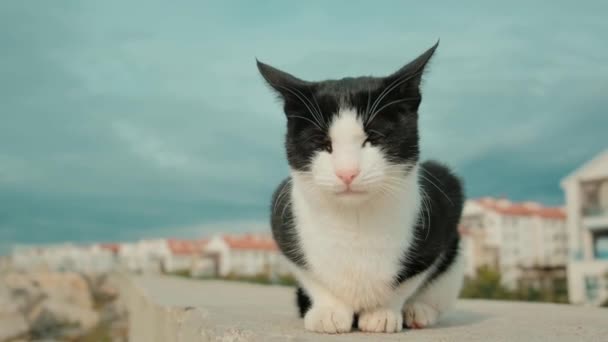 Бездомный чёрно-белый кот лежит и смотрит в камеру — стоковое видео